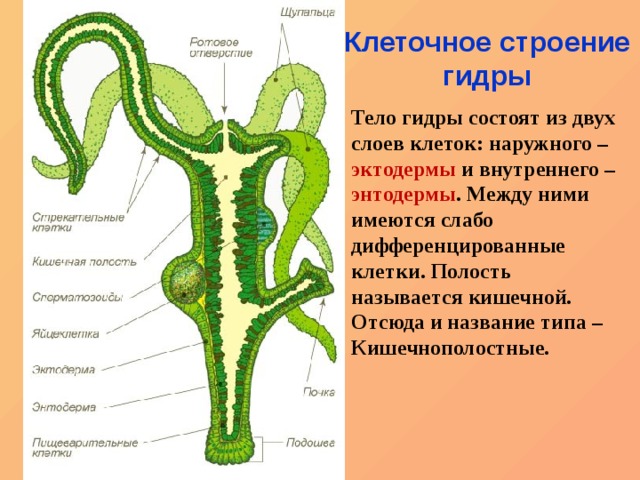 Ссылка кракен сайт зеркало